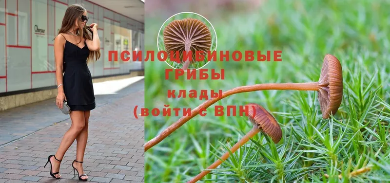 наркошоп  Касимов  Галлюциногенные грибы Psilocybe 